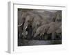 African Elephant, Loxodonta Africana, Chobe National Park, Chobe River, Botswana, Africa-Thorsten Milse-Framed Photographic Print