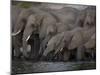 African Elephant, Loxodonta Africana, Chobe National Park, Chobe River, Botswana, Africa-Thorsten Milse-Mounted Photographic Print