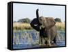 African Elephant, (Loxodonta Africana), Chobe River, Chobe N.P., Botswana-Thorsten Milse-Framed Stretched Canvas