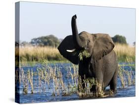 African Elephant, (Loxodonta Africana), Chobe River, Chobe N.P., Botswana-Thorsten Milse-Stretched Canvas