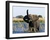 African Elephant, (Loxodonta Africana), Chobe River, Chobe N.P., Botswana-Thorsten Milse-Framed Photographic Print