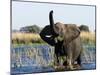 African Elephant, (Loxodonta Africana), Chobe River, Chobe N.P., Botswana-Thorsten Milse-Mounted Photographic Print