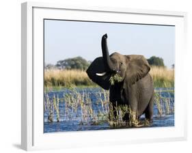 African Elephant, (Loxodonta Africana), Chobe River, Chobe N.P., Botswana-Thorsten Milse-Framed Photographic Print