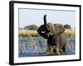 African Elephant, (Loxodonta Africana), Chobe River, Chobe N.P., Botswana-Thorsten Milse-Framed Photographic Print