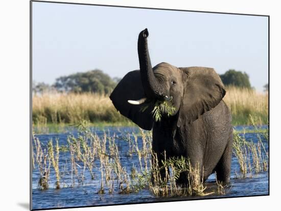 African Elephant, (Loxodonta Africana), Chobe River, Chobe N.P., Botswana-Thorsten Milse-Mounted Photographic Print