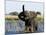 African Elephant, (Loxodonta Africana), Chobe River, Chobe N.P., Botswana-Thorsten Milse-Mounted Photographic Print