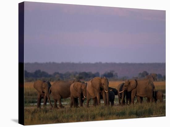 African Elephant, Loxodonta Africana, Chobe River, Chobe National Park, Botswana, Africa-Thorsten Milse-Stretched Canvas