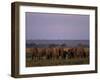 African Elephant, Loxodonta Africana, Chobe River, Chobe National Park, Botswana, Africa-Thorsten Milse-Framed Photographic Print