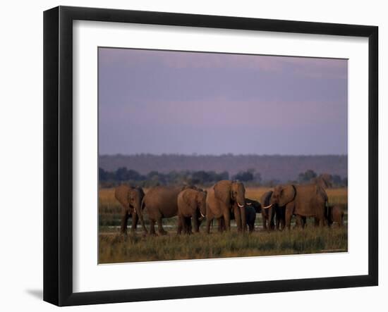 African Elephant, Loxodonta Africana, Chobe River, Chobe National Park, Botswana, Africa-Thorsten Milse-Framed Photographic Print