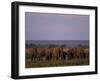 African Elephant, Loxodonta Africana, Chobe River, Chobe National Park, Botswana, Africa-Thorsten Milse-Framed Photographic Print