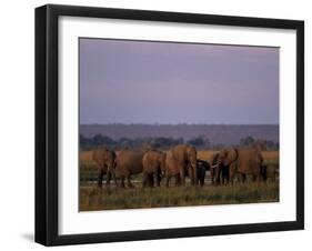 African Elephant, Loxodonta Africana, Chobe River, Chobe National Park, Botswana, Africa-Thorsten Milse-Framed Photographic Print