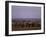 African Elephant, Loxodonta Africana, Chobe River, Chobe National Park, Botswana, Africa-Thorsten Milse-Framed Photographic Print