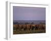 African Elephant, Loxodonta Africana, Chobe River, Chobe National Park, Botswana, Africa-Thorsten Milse-Framed Photographic Print