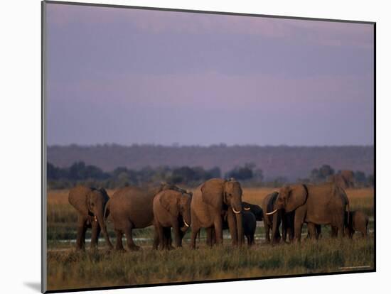African Elephant, Loxodonta Africana, Chobe River, Chobe National Park, Botswana, Africa-Thorsten Milse-Mounted Photographic Print