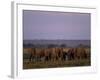 African Elephant, Loxodonta Africana, Chobe River, Chobe National Park, Botswana, Africa-Thorsten Milse-Framed Photographic Print