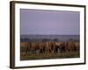 African Elephant, Loxodonta Africana, Chobe River, Chobe National Park, Botswana, Africa-Thorsten Milse-Framed Photographic Print