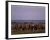 African Elephant, Loxodonta Africana, Chobe River, Chobe National Park, Botswana, Africa-Thorsten Milse-Framed Photographic Print