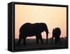 African Elephant, (Loxodonta Africana), Chobe River, Chobe National Park, Botswana-Thorsten Milse-Framed Stretched Canvas