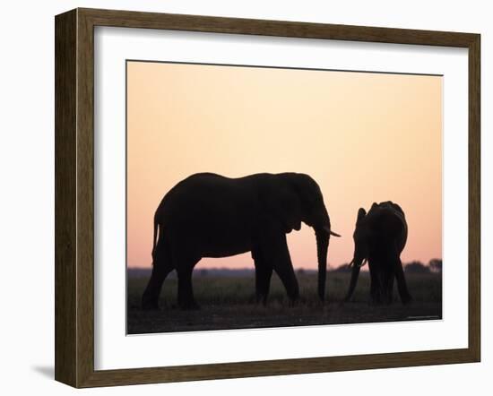 African Elephant, (Loxodonta Africana), Chobe River, Chobe National Park, Botswana-Thorsten Milse-Framed Photographic Print