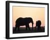 African Elephant, (Loxodonta Africana), Chobe River, Chobe National Park, Botswana-Thorsten Milse-Framed Photographic Print