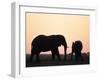 African Elephant, (Loxodonta Africana), Chobe River, Chobe National Park, Botswana-Thorsten Milse-Framed Photographic Print