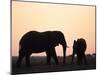 African Elephant, (Loxodonta Africana), Chobe River, Chobe National Park, Botswana-Thorsten Milse-Mounted Photographic Print