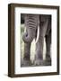 African Elephant (Loxodonta Africana) Close Up of Trunk, Amboseli National Park, Kenya-Cheryl-Samantha Owen-Framed Photographic Print