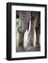 African Elephant (Loxodonta Africana) Close Up of Trunk, Amboseli National Park, Kenya-Cheryl-Samantha Owen-Framed Photographic Print