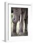 African Elephant (Loxodonta Africana) Close Up of Trunk, Amboseli National Park, Kenya-Cheryl-Samantha Owen-Framed Photographic Print