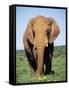 African Elephant, Loxodonta Africana, Covered in Mud, Addo, South Africa, Africa-Ann & Steve Toon-Framed Stretched Canvas