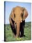 African Elephant, Loxodonta Africana, Covered in Mud, Addo, South Africa, Africa-Ann & Steve Toon-Stretched Canvas