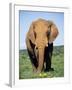 African Elephant, Loxodonta Africana, Covered in Mud, Addo, South Africa, Africa-Ann & Steve Toon-Framed Photographic Print