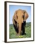 African Elephant, Loxodonta Africana, Covered in Mud, Addo, South Africa, Africa-Ann & Steve Toon-Framed Photographic Print