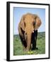 African Elephant, Loxodonta Africana, Covered in Mud, Addo, South Africa, Africa-Ann & Steve Toon-Framed Photographic Print