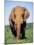 African Elephant, Loxodonta Africana, Covered in Mud, Addo, South Africa, Africa-Ann & Steve Toon-Mounted Photographic Print