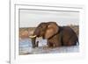 African elephant (Loxodonta africana) crossing river, Chobe River, Botswana, Africa-Ann and Steve Toon-Framed Photographic Print