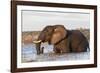 African elephant (Loxodonta africana) crossing river, Chobe River, Botswana, Africa-Ann and Steve Toon-Framed Photographic Print