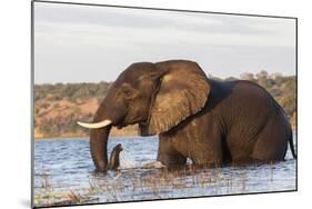 African elephant (Loxodonta africana) crossing river, Chobe River, Botswana, Africa-Ann and Steve Toon-Mounted Photographic Print