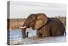 African elephant (Loxodonta africana) crossing river, Chobe River, Botswana, Africa-Ann and Steve Toon-Stretched Canvas