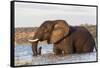 African elephant (Loxodonta africana) crossing river, Chobe River, Botswana, Africa-Ann and Steve Toon-Framed Stretched Canvas