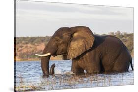 African elephant (Loxodonta africana) crossing river, Chobe River, Botswana, Africa-Ann and Steve Toon-Stretched Canvas