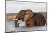 African elephant (Loxodonta africana) crossing river, Chobe River, Botswana, Africa-Ann and Steve Toon-Mounted Photographic Print