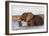 African elephant (Loxodonta africana) crossing river, Chobe River, Botswana, Africa-Ann and Steve Toon-Framed Photographic Print