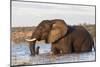 African elephant (Loxodonta africana) crossing river, Chobe River, Botswana, Africa-Ann and Steve Toon-Mounted Photographic Print