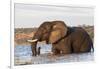 African elephant (Loxodonta africana) crossing river, Chobe River, Botswana, Africa-Ann and Steve Toon-Framed Photographic Print