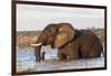 African elephant (Loxodonta africana) crossing river, Chobe River, Botswana, Africa-Ann and Steve Toon-Framed Photographic Print