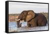 African elephant (Loxodonta africana) crossing river, Chobe River, Botswana, Africa-Ann and Steve Toon-Framed Stretched Canvas