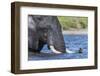 African elephant (Loxodonta africana) crossing river, Chobe River, Botswana, Africa-Ann and Steve Toon-Framed Photographic Print