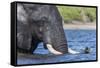African elephant (Loxodonta africana) crossing river, Chobe River, Botswana, Africa-Ann and Steve Toon-Framed Stretched Canvas