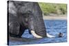 African elephant (Loxodonta africana) crossing river, Chobe River, Botswana, Africa-Ann and Steve Toon-Stretched Canvas